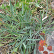 Blätterfoto Bupleurum ranunculoides subsp.caricinum