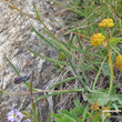 Foto von Besonderheit Bupleurum ranunculoides subsp.caricinum