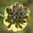 Fruchtfoto Bupleurum stellatum