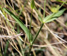 Blätterfoto Bupleurum stellatum