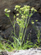 Habitusfoto Bupleurum stellatum