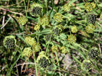 Foto von Besonderheit Bupleurum stellatum