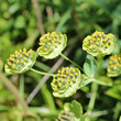 Portraitfoto Bupleurum stellatum