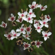 Portraitfoto Butomus umbellatus