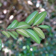 Foto von Besonderheit Buxus sempervirens