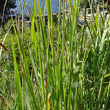 Blätterfoto Calamagrostis varia