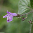 Portraitfoto Calamintha menthifolia