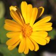 Portraitfoto Calendula officinalis