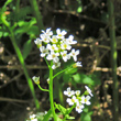 Blütenfoto Calepina irregularis