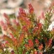 Foto von Besonderheit Calluna vulgaris