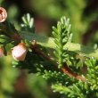 Stängel-/Stammfoto Calluna vulgaris