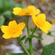 Blütenfoto Caltha palustris