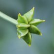 Fruchtfoto Caltha palustris