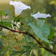 Habitusfoto Calystegia sepium subsp. sepium