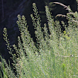 Habitusfoto Camelina microcarpa