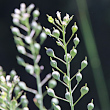 Fruchtfoto Camelina microcarpa