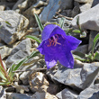 Bl&uuml;tenfoto Campanula alpestris