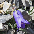 Foto Kelch Campanula alpestris