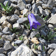 Habitusfoto Campanula alpestris