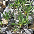 Bl&auml;tterfoto Campanula alpestris