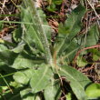 Blätterfoto Campanula barbata