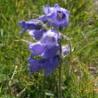 Blütenfoto Campanula barbata