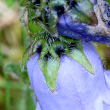 Foto Kelch Campanula barbata