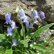 Habitusfoto Campanula barbata