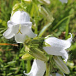 Foto von Besonderheit Campanula barbata