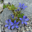 Portraitfoto Campanula cenisia