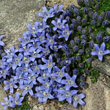 Habitusfoto Campanula cenisia