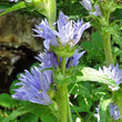 Portraitfoto Campanula cervicaria