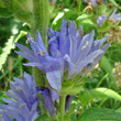 Blütenfoto Campanula cervicaria