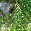 Habitusfoto Campanula cervicaria