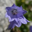 Blütenfoto Campanula cochleariifolia