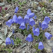 Portraitfoto Campanula cochleariifolia