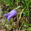 Portraitfoto Campanula excisa