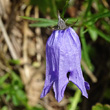 Blütenfoto Campanula excisa