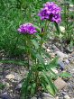 Habitusfoto Campanula glomerata