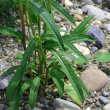 Blätterfoto Campanula glomerata