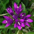 Blütenfoto Campanula glomerata