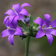 Portraitfoto Campanula glomerata subsp. farinosa