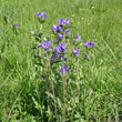 Habitusfoto Campanula glomerata subsp. farinosa