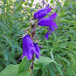 Portraitfoto Campanula latifolia