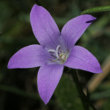 Blütenfoto Campanula patula
