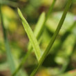 Stängel-/Stammfoto Campanula patula
