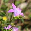 Foto Kelch Campanula patula