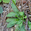 Foto Grundlätter Campanula patula