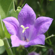 Portraitfoto Campanula persicifolia