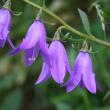 Portraitfoto Campanula rapunculoides